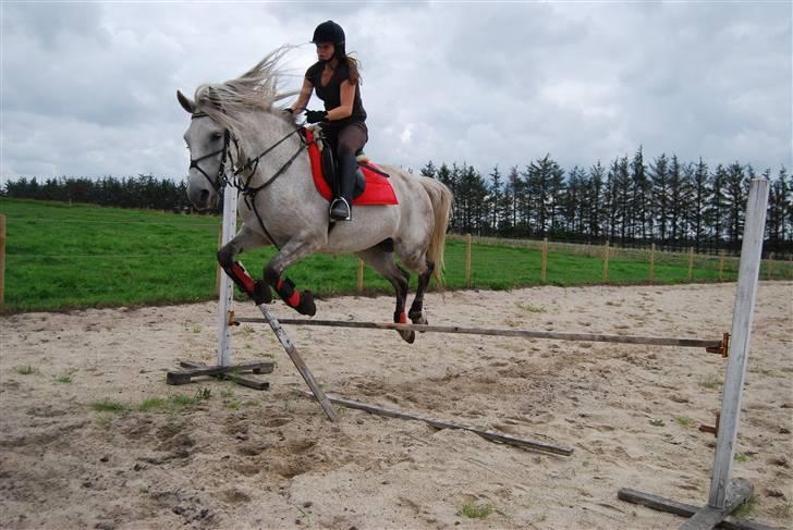 Anden særlig race Donna <3 SOLGT! /': - Blev et lidt vildt afsæt, men hun reder den flot :) billede 3