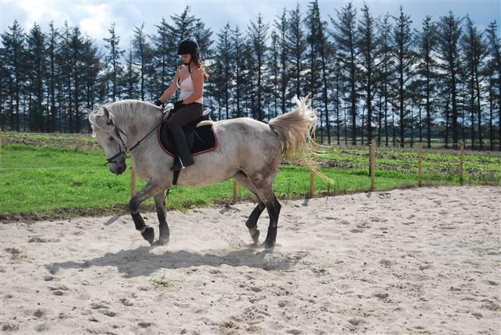 Anden særlig race Donna <3 SOLGT! /': - Dressurtræning, august 2008 billede 6