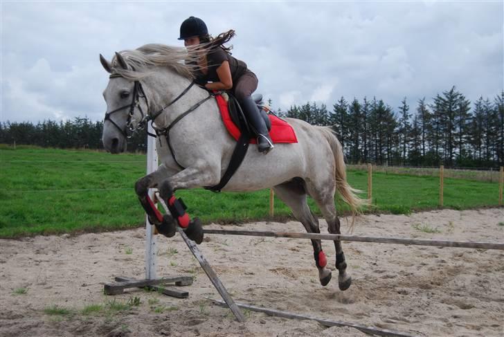 Anden særlig race Donna <3 SOLGT! /': billede 7