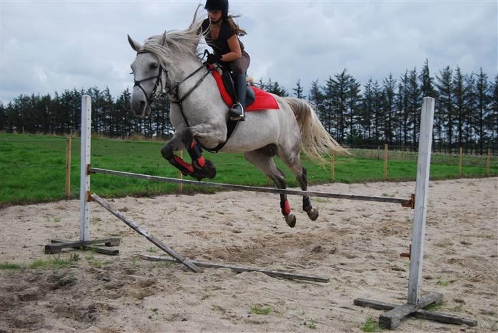 Anden særlig race Donna <3 SOLGT! /': billede 8