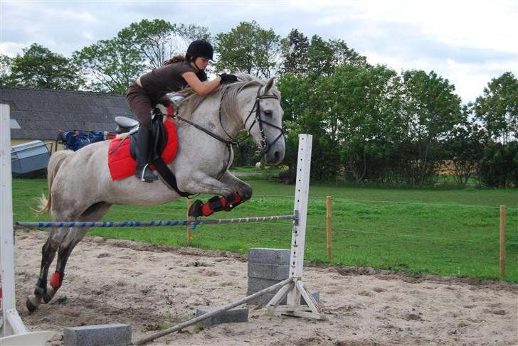 Anden særlig race Donna <3 SOLGT! /': - Her springer vi en meter, højderekord for os sammen i 2008 :) billede 9