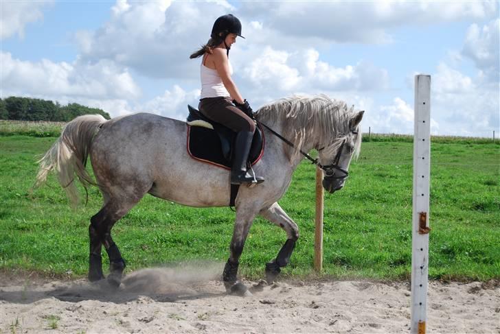 Anden særlig race Donna <3 SOLGT! /': billede 10