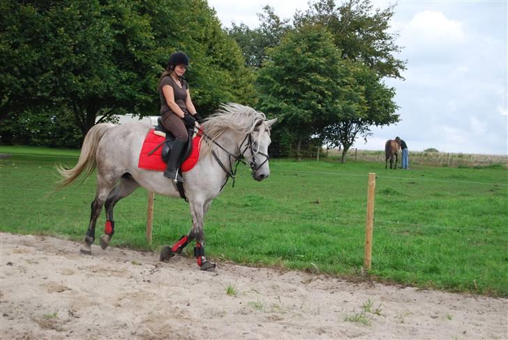 Anden særlig race Donna <3 SOLGT! /': billede 13