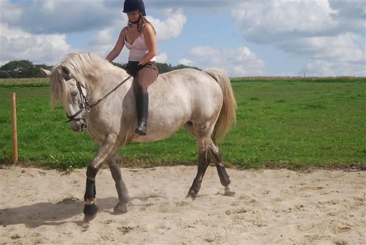 Anden særlig race Donna <3 SOLGT! /': - Så fint man kan gå , selv uden sadel ;) billede 14