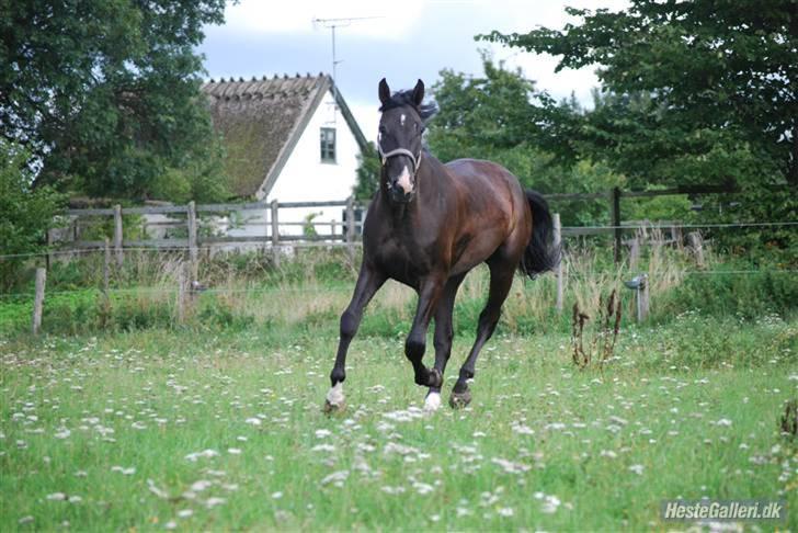 Hannoveraner Weltonas Star † billede 6