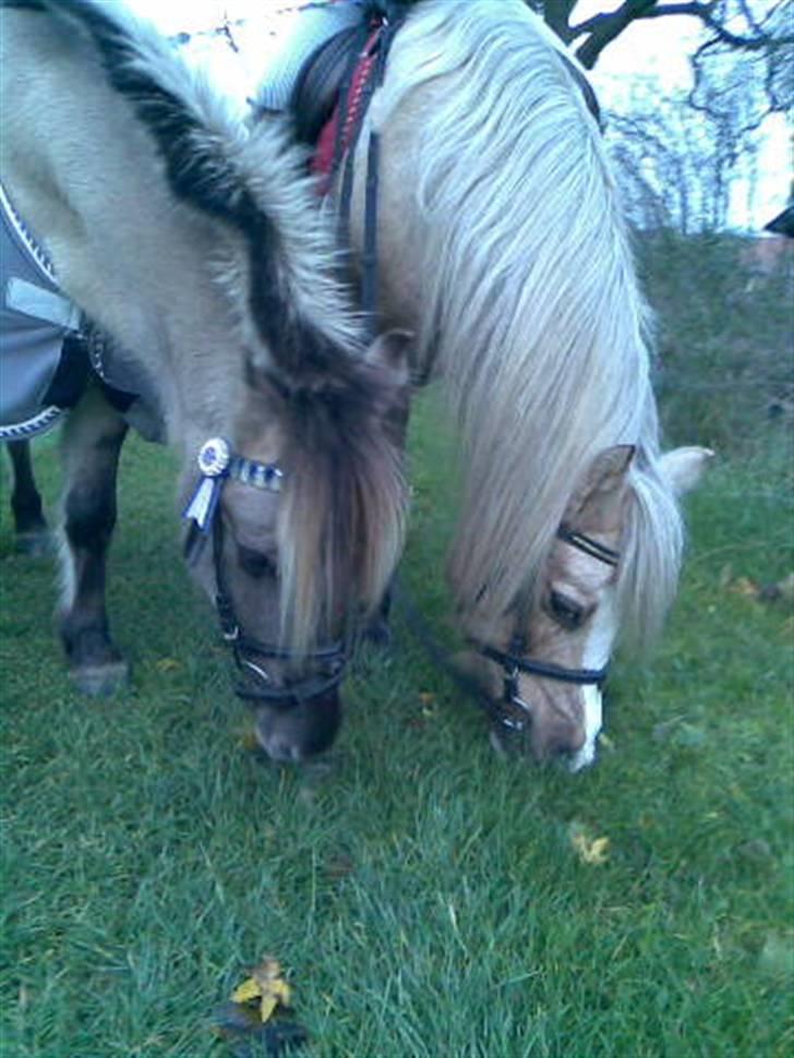 Anden særlig race Lucas<3 (SOLGT & SAVNET!) - # 6. Lucas du kan gøre selv en trist & grå regnvejrs dag, til en dag jeg aldrig vil glemme :´) <3 Nutid - Datid Elsker min lucas for altid !! <33 Foto: mig selv xD billede 6