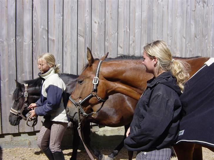 Oldenborg flexie vestergård billede 3