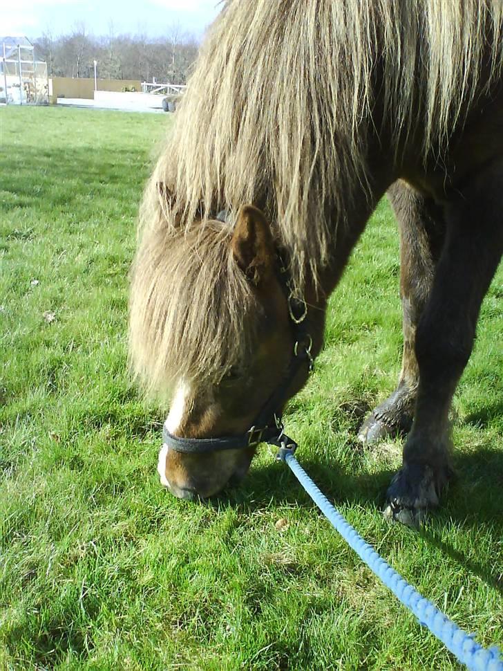 Islænder Glamur - Jeg elsker dig Glamur! billede 1