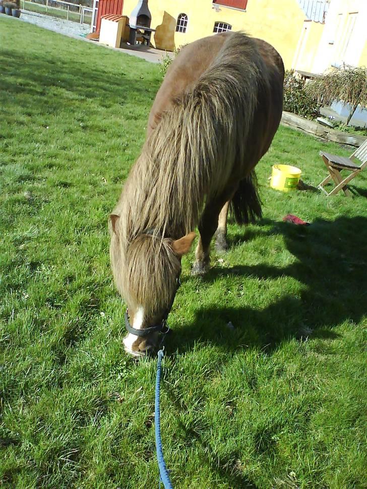 Islænder Glamur - Verdens bedste Glamur! billede 2