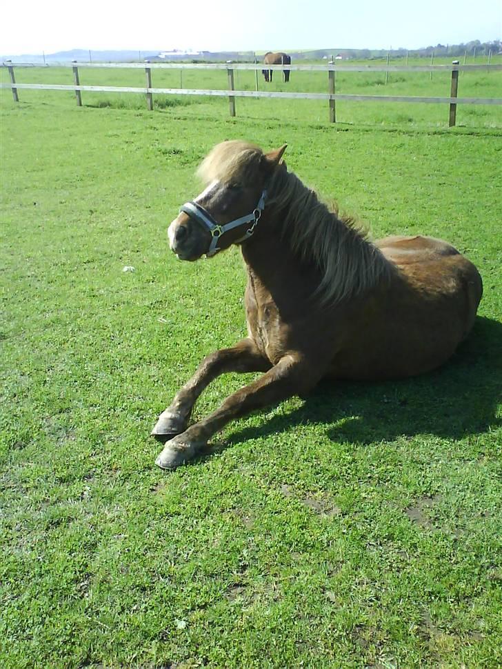 Islænder Glamur - Jeg elsker dig Glamur! billede 3