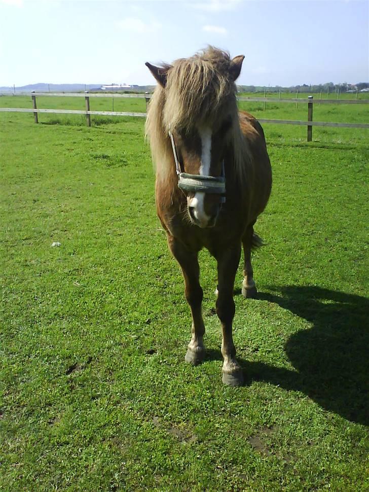 Islænder Glamur - Verdens bedste Glamur! billede 4