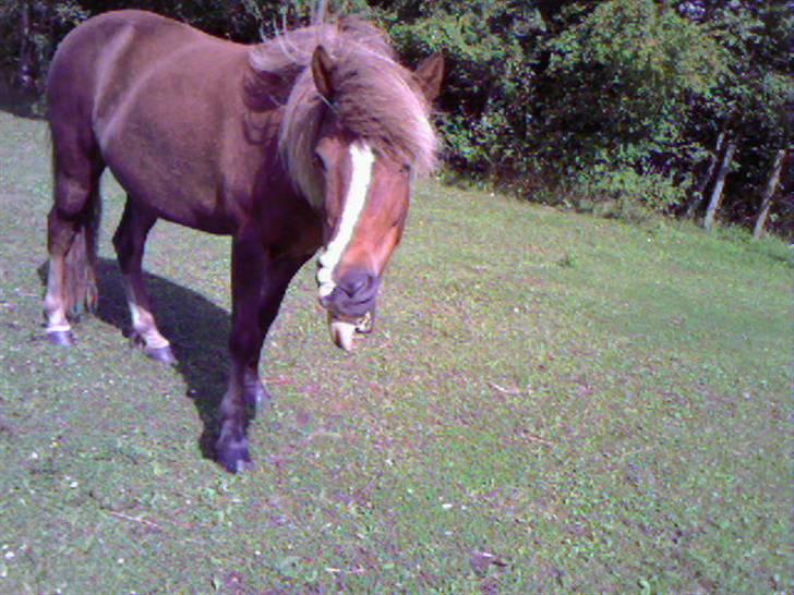 Islænder Glamur - Haha!:D billede 5