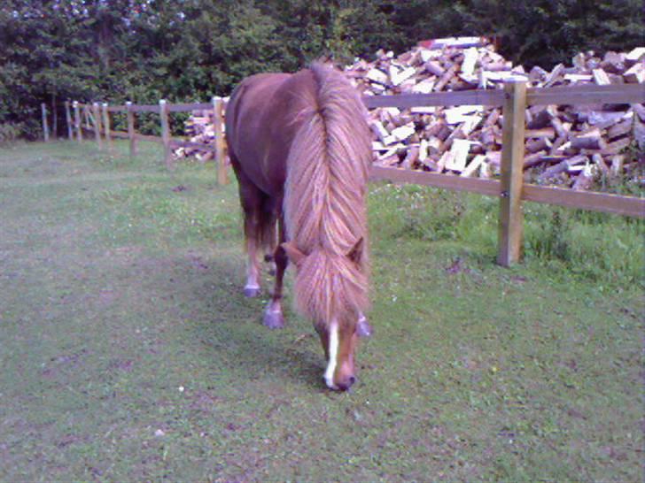 Islænder Glamur - Jeg elsker dig Glamur! billede 6
