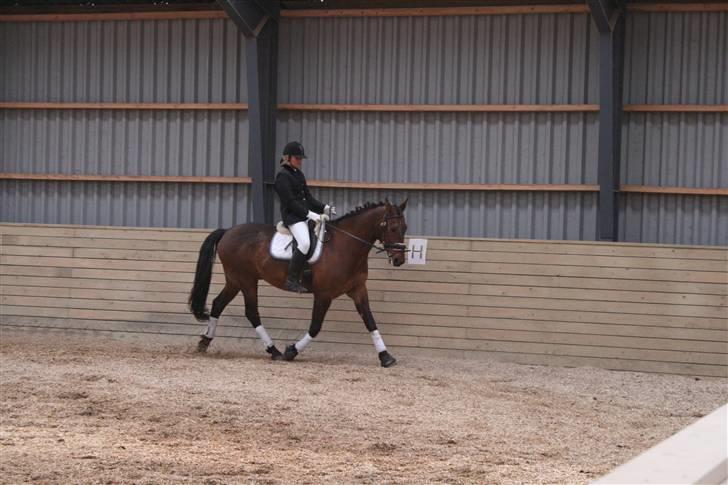 Oldenborg flexie vestergård - stævne : Rideklub vestsjælland .  billede 5