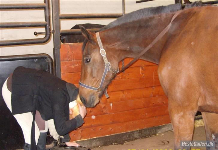 Traver Fasten Seat Belt  R.I.P. - Nyt hø? Billede taget og udlånt af Lisette. Tak billede 14