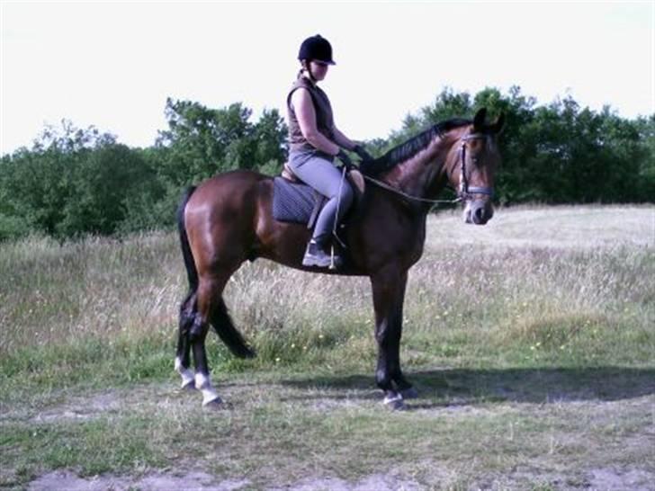 Traver Fasten Seat Belt  R.I.P. billede 15