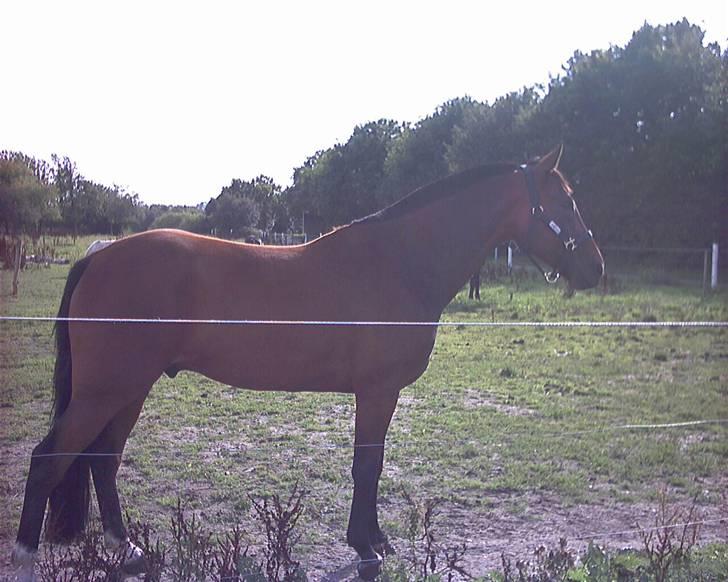 Traver Fasten Seat Belt  R.I.P. billede 16