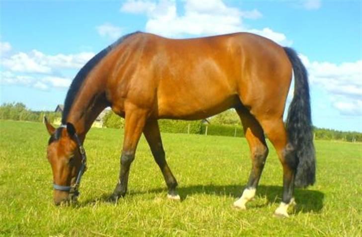 Traver Fasten Seat Belt  R.I.P. billede 18