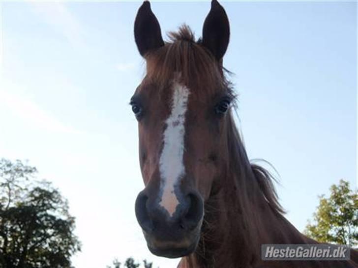 New Forest Christiansejes Coke billede 7