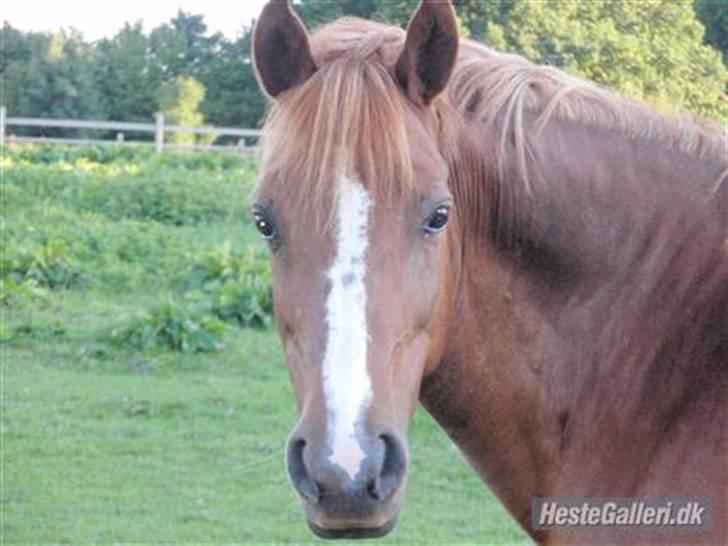 New Forest Christiansejes Coke billede 8