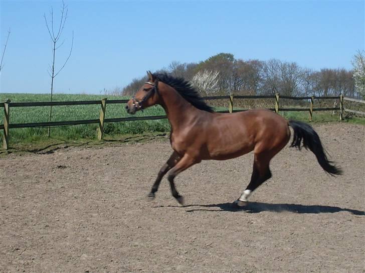 Anden særlig race Coco Chanel -  Den 18 april 2009 billede 17