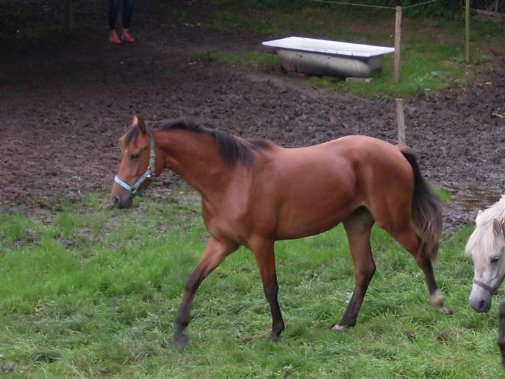 Anden særlig race Coco Chanel - August 2008 billede 11