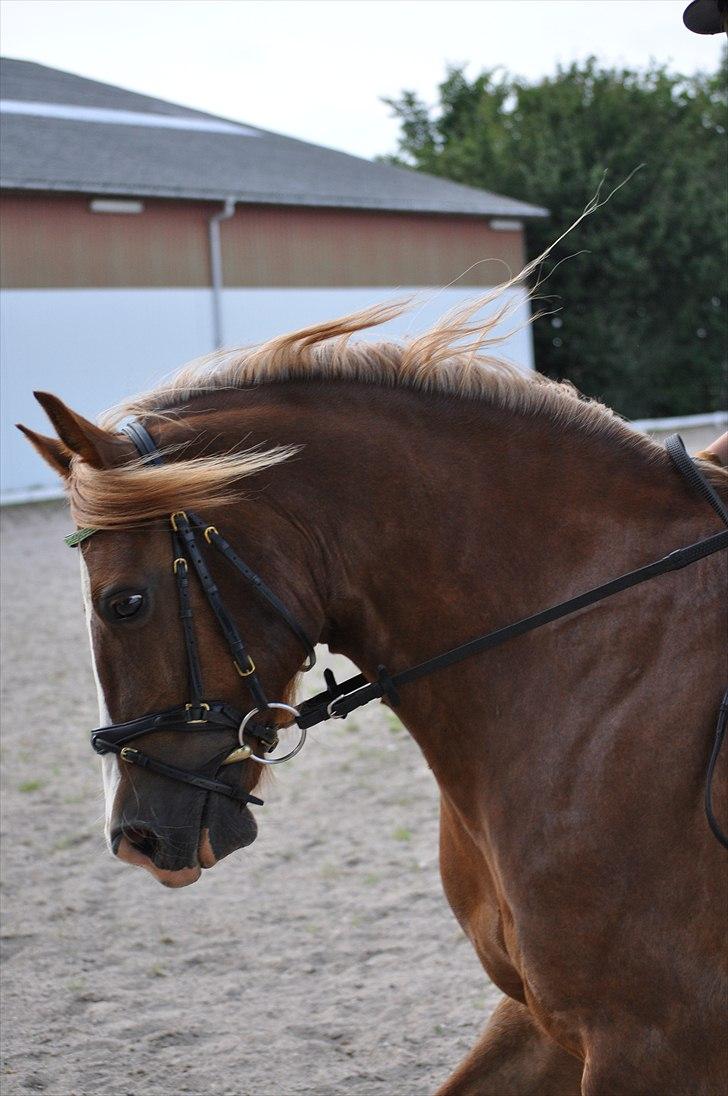 Welsh Cob (sec D) Dorthealyst Moonraker (L) - b-pony - Lækkerlækkerlækker! - Foto : Simone <3 billede 4