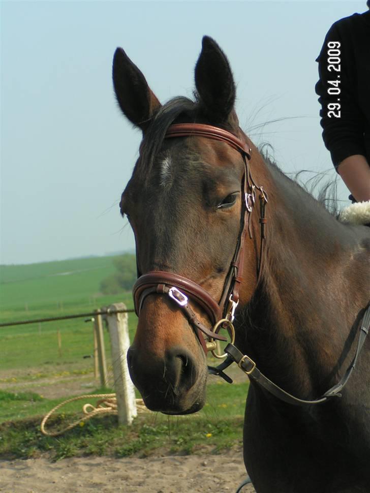 Traver Crystal c (Solgt)  - ( nr 13 ) billede 13