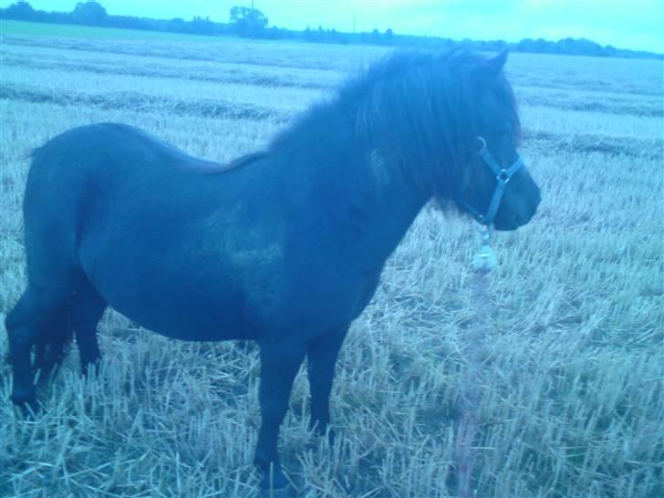 Shetlænder Søndergårds Malou - *NYT* Træning til store hestedag, Stener lidt :D billede 8