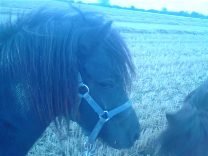 Shetlænder Søndergårds Malou - *NYT* Træning til store hestedag, Malous hoved :P billede 9