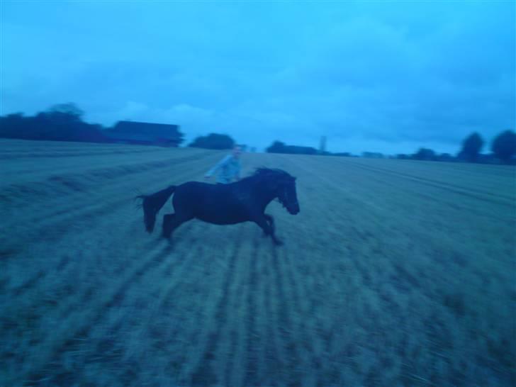 Shetlænder Søndergårds Malou - *NYT* Træning til store hestedag, hop  billede 10