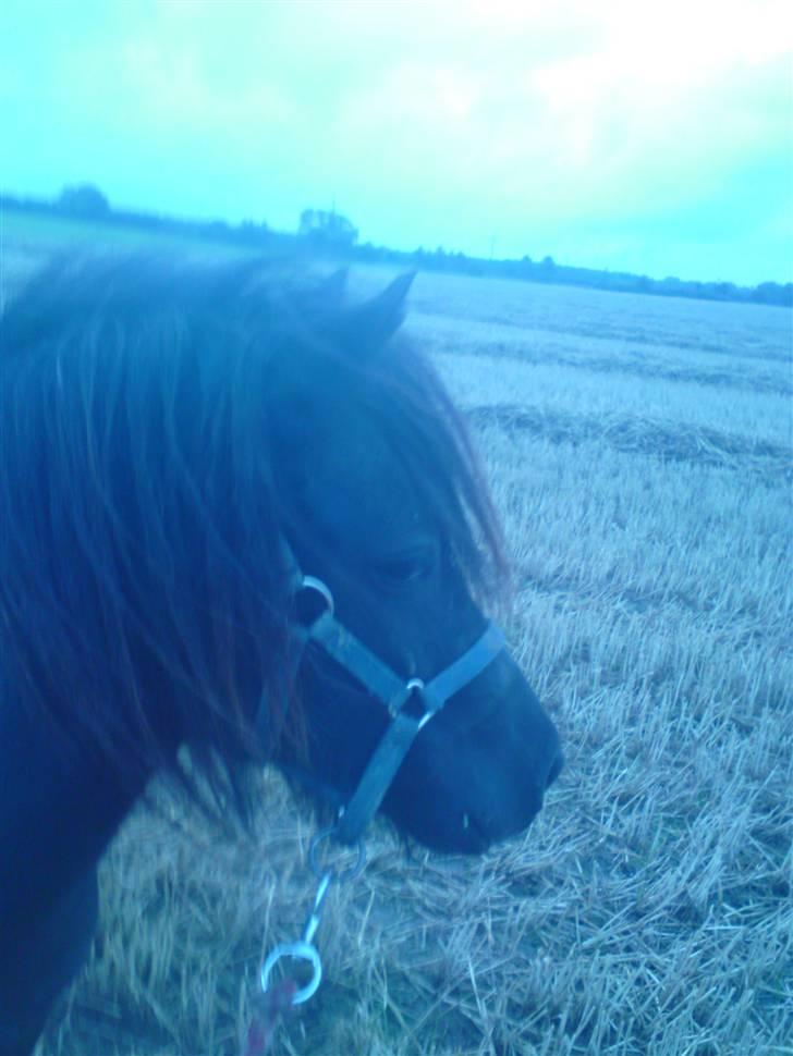 Shetlænder Søndergårds Malou billede 11