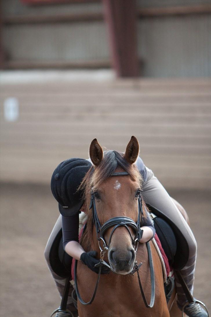 Anden særlig race Coco Chanel - Den 21 august 2010 - I Svendborg billede 20