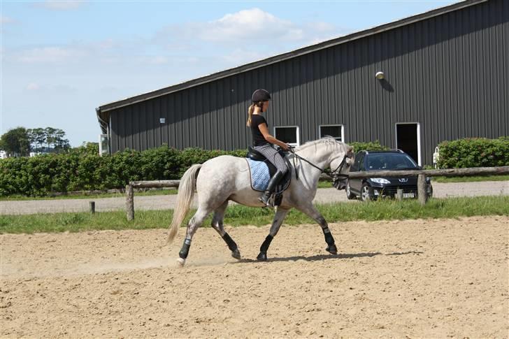 Connemara Banks Miro - Træning sommer 09 :) billede 14