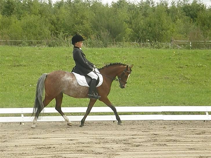 Anden særlig race Sascha B-pony - Trav :D billede 19