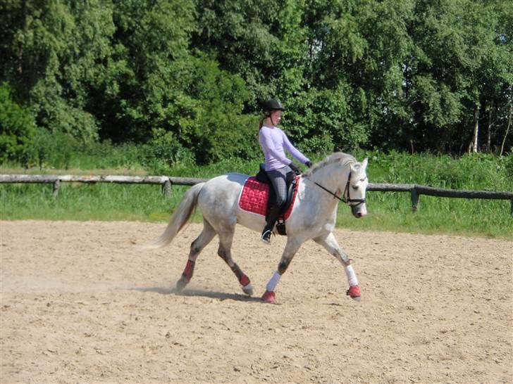 Connemara Banks Miro - Træning d. 30/5-09 billede 15