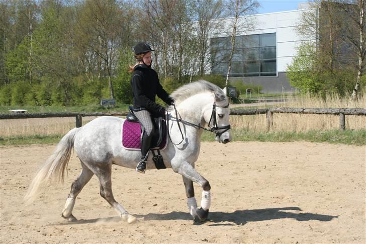 Connemara Banks Miro - Træning d. 18/4-09 billede 16