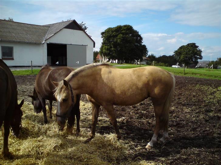 Palomino Chanel - Halmgufferi på fold. billede 1