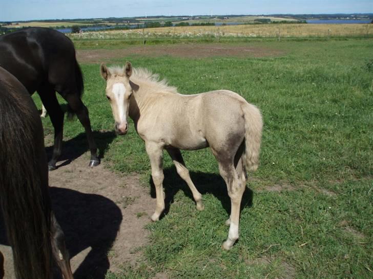 Palomino Chanel - Sådan så hun ud som lille fræk baby. billede 2