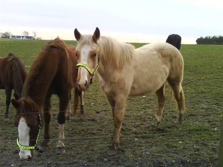Palomino Chanel - Her har man vinterpels og er dejlig snavset billede 3