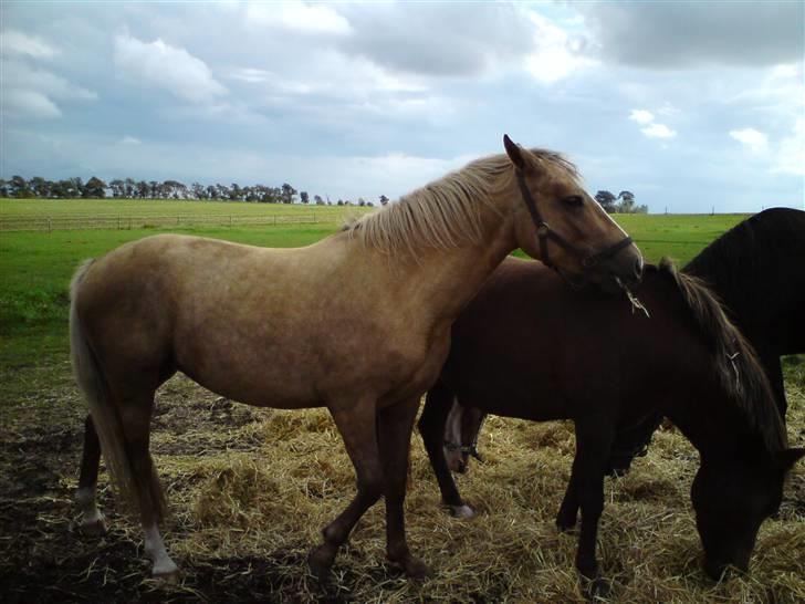 Palomino Chanel billede 4