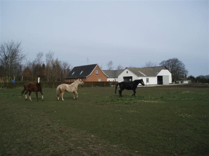 Palomino Chanel - Lige en rask løbetur. billede 5