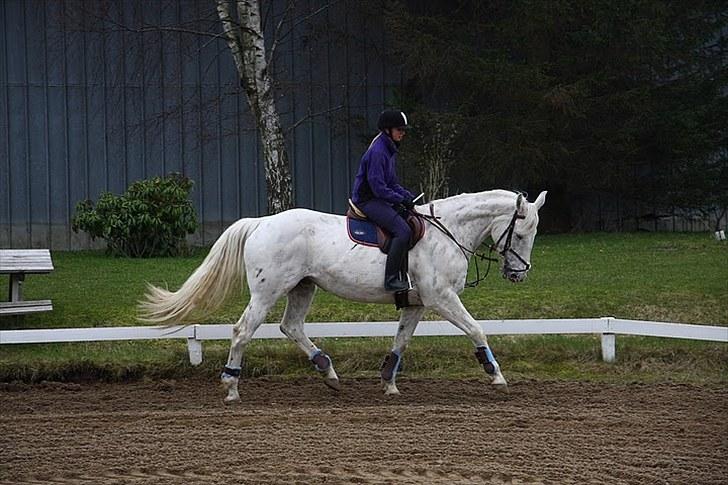 Knabstrupper Coco´s Irish Candy *YNGLINGS HEST* - Du er så smuk<33 billede 7