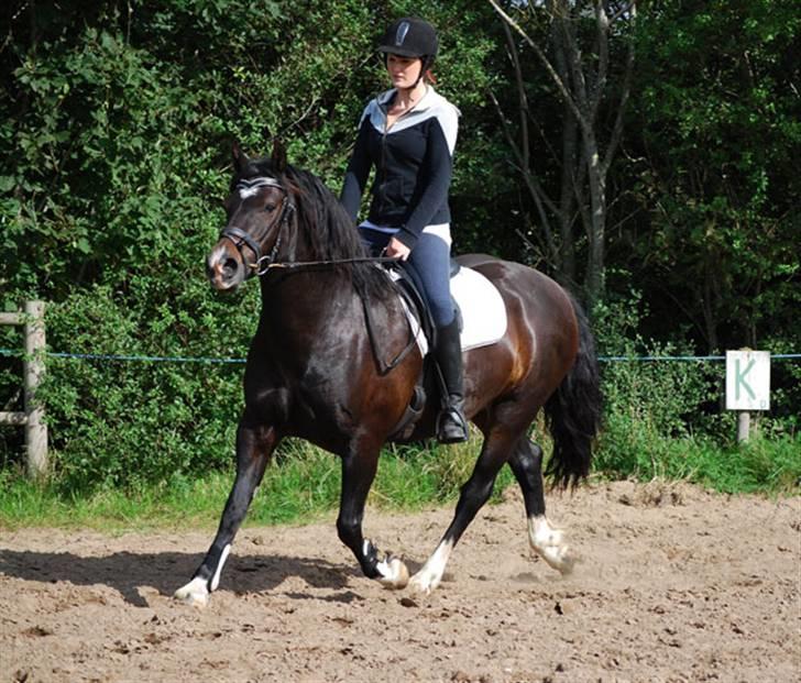 Welsh Cob (sec D) Valhallas Maggie May billede 11