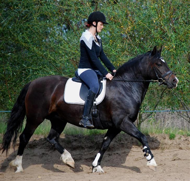 Welsh Cob (sec D) Valhallas Maggie May billede 13