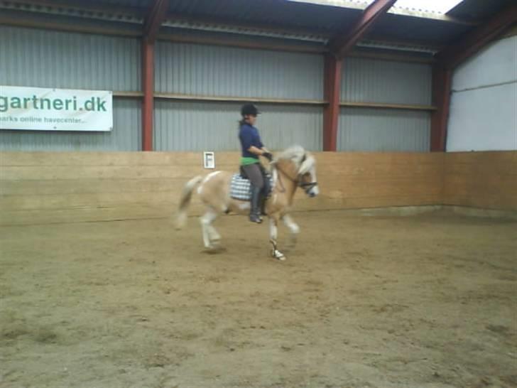 Anden særlig race Bailey  - dressur igen (:  billede 6