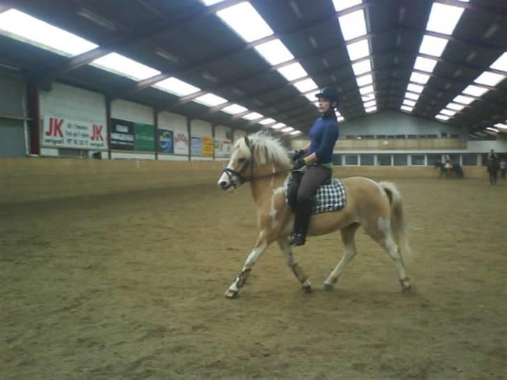 Anden særlig race Bailey  - dressur (: billede 7