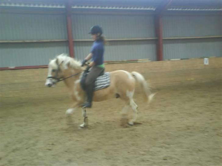 Anden særlig race Bailey  - lidt dressur (: billede 8