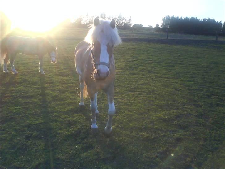 Anden særlig race Bailey  - bailey på sommergræs :) billede 9