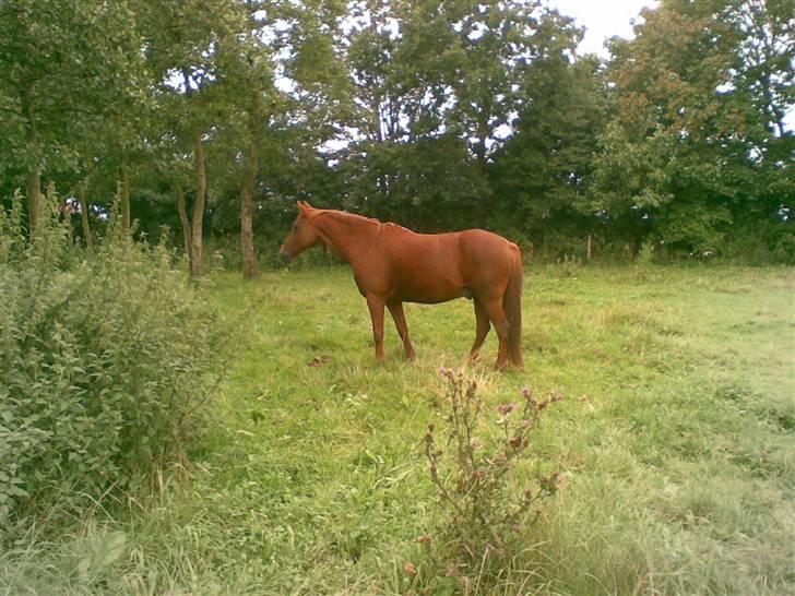 Anden særlig race Peter Pan (HIMMEL HEST) billede 9
